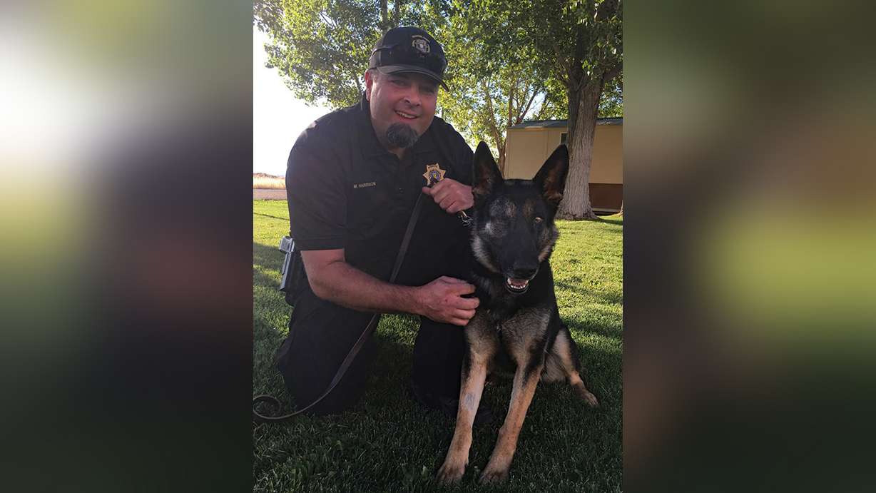 Cpl. Morant Harrison and his K-9 partner Q, who was medically retired after vets found an aggressive terminal cancer behind her right eye, a press release stated on Friday, July 28, 2017. The Duchesne County Sheriff’s Office recently certified Q as a dual purpose K-9, trained in narcotics detection and patrol functions. (Photo: Duchesne County Sheriff's Office)