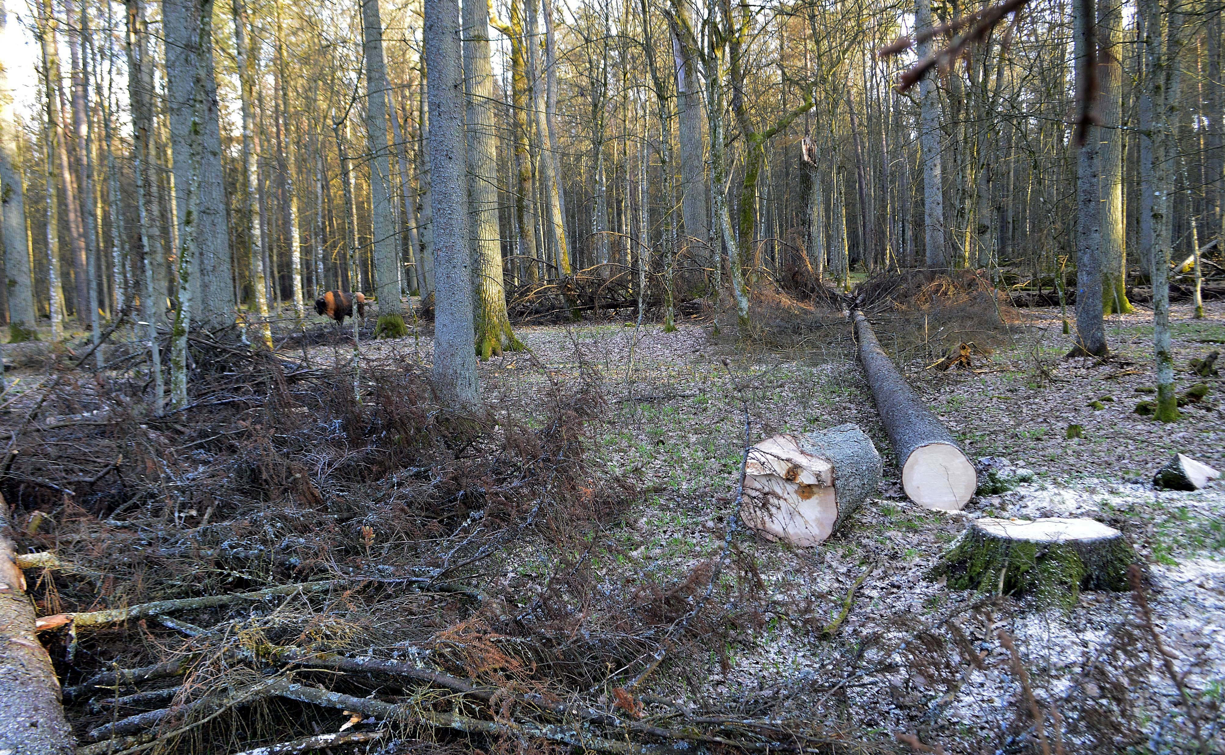 TV reporter filming in Polish forest attacked by loggers