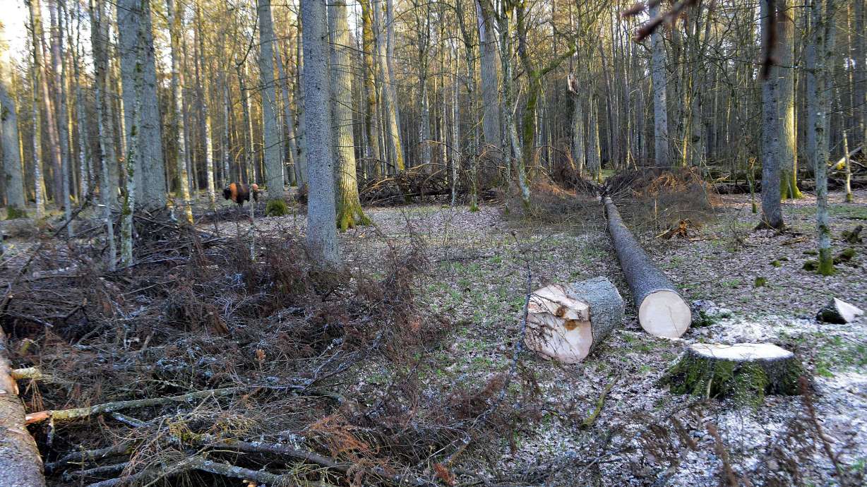 TV reporter filming in Polish forest attacked by loggers