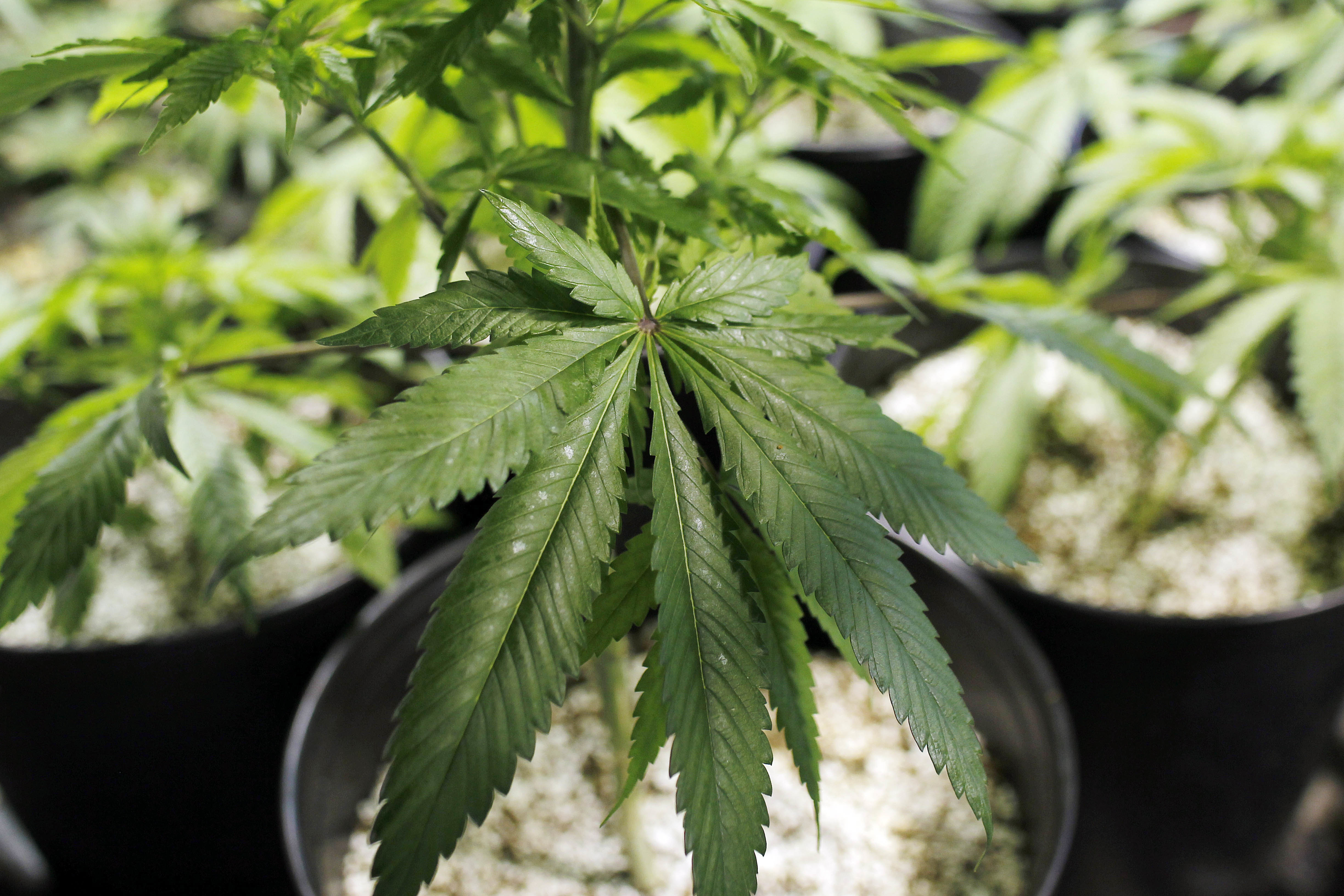 Puerto Rico betting on medical marijuana to help ease crisis