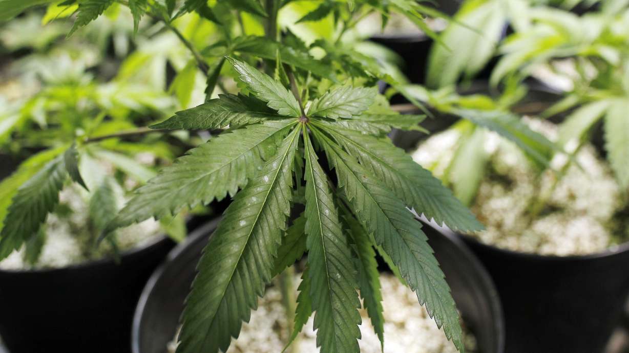 Puerto Rico betting on medical marijuana to help ease crisis
