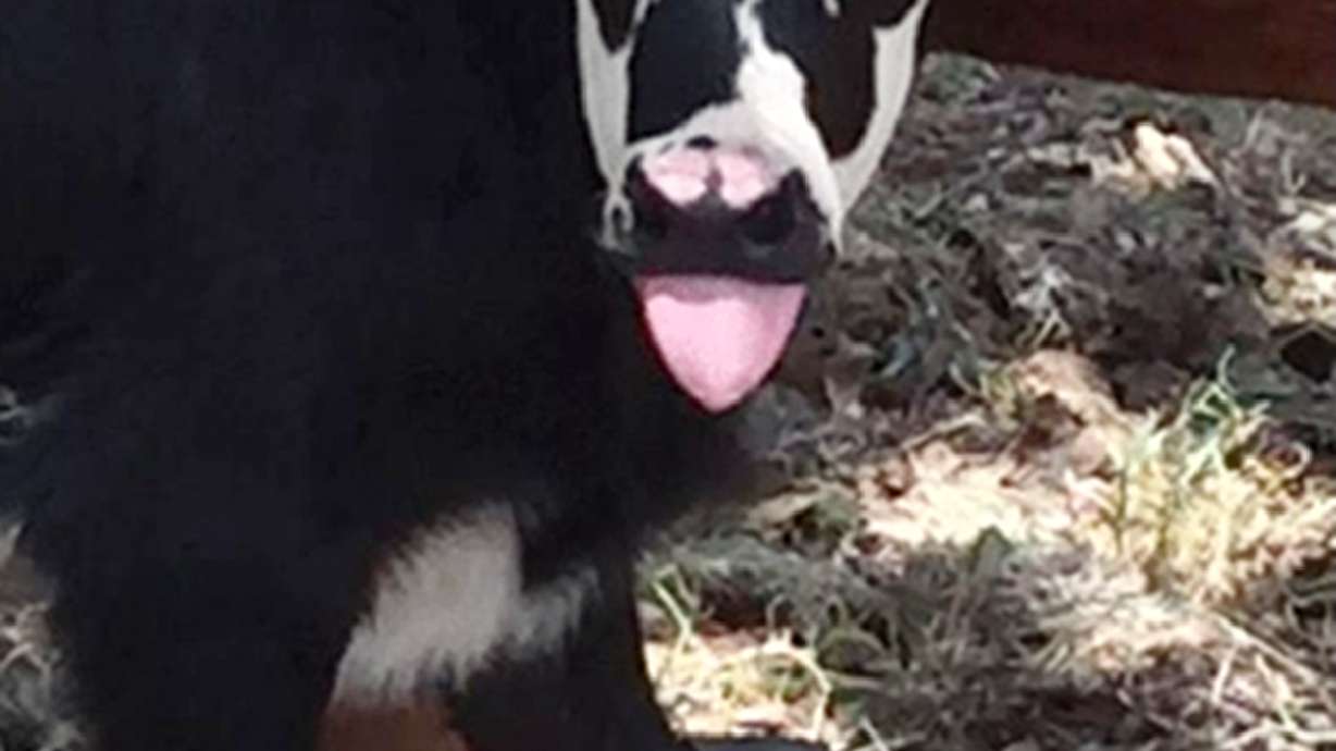 Texas calf born looking like KISS rocker Gene Simmons