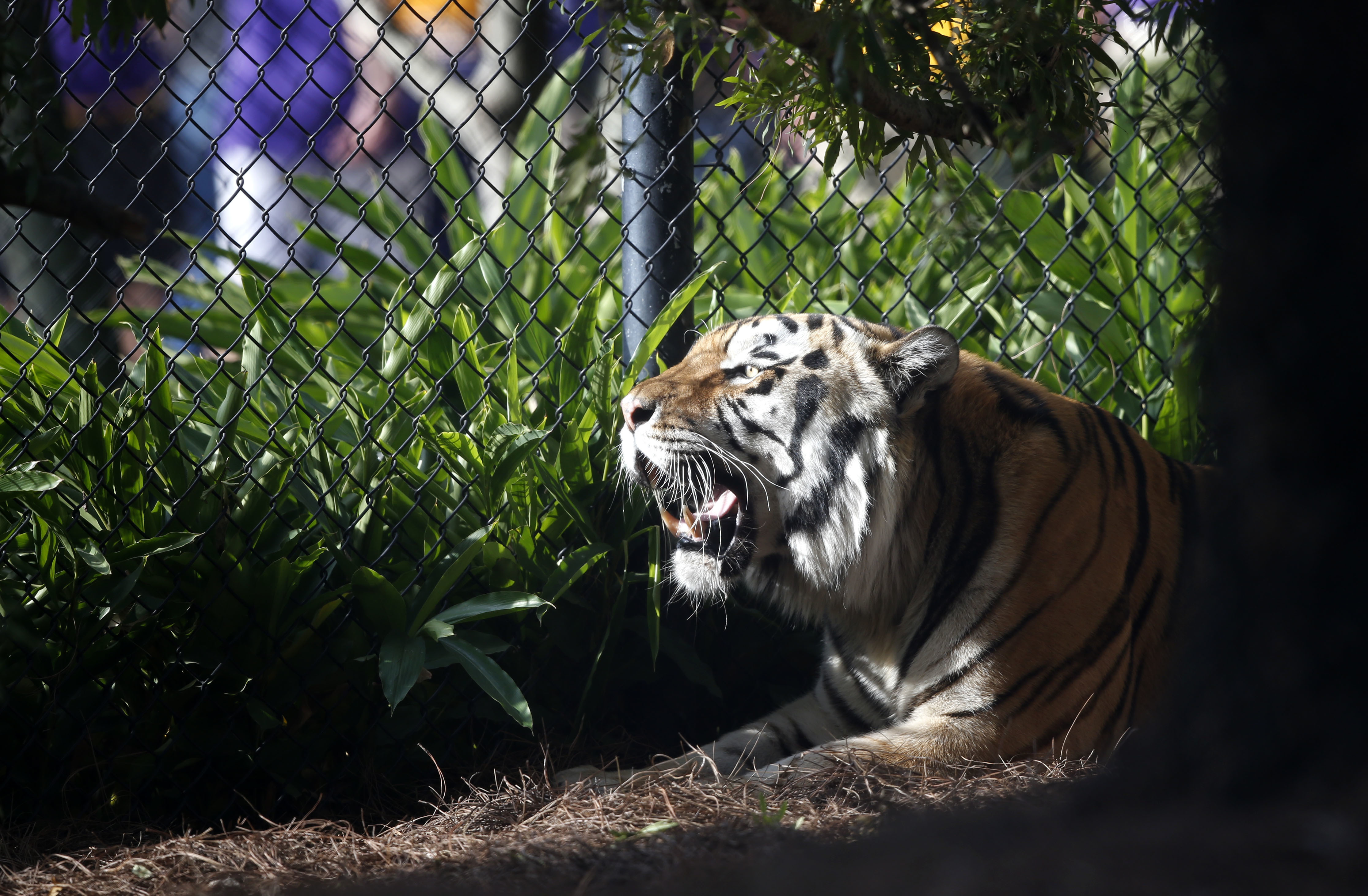 LSU getting its roar back? Florida tiger could be new mascot