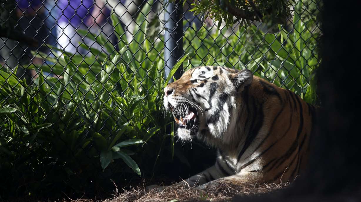 LSU getting its roar back? Florida tiger could be new mascot