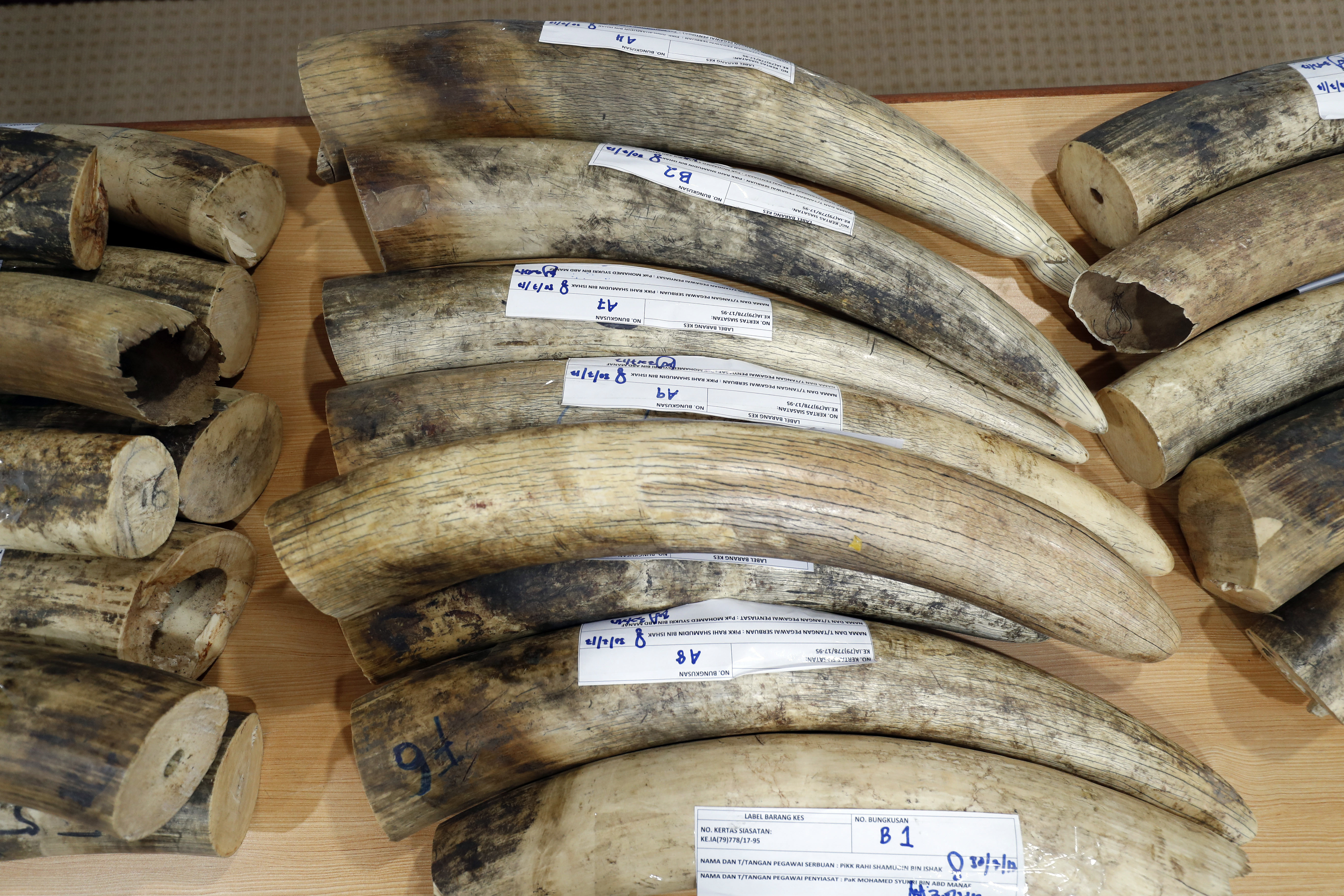 Malaysia seizes ivory, pangolin scales from Africa