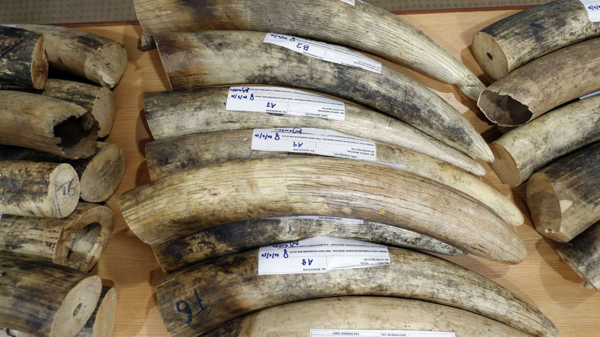 Malaysia seizes ivory, pangolin scales from Africa