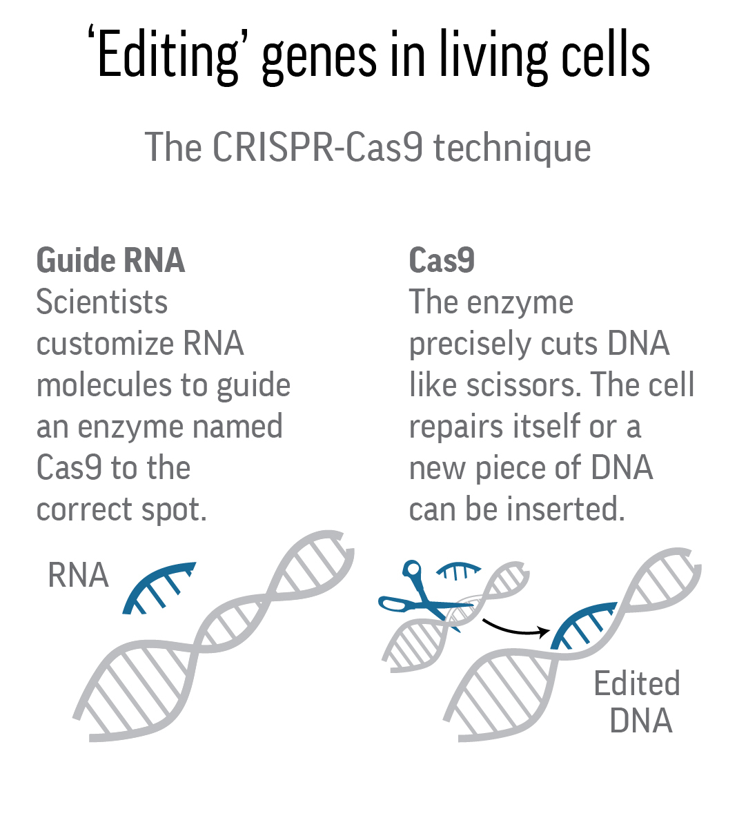 Science Says: Gene editing widely used in range of research