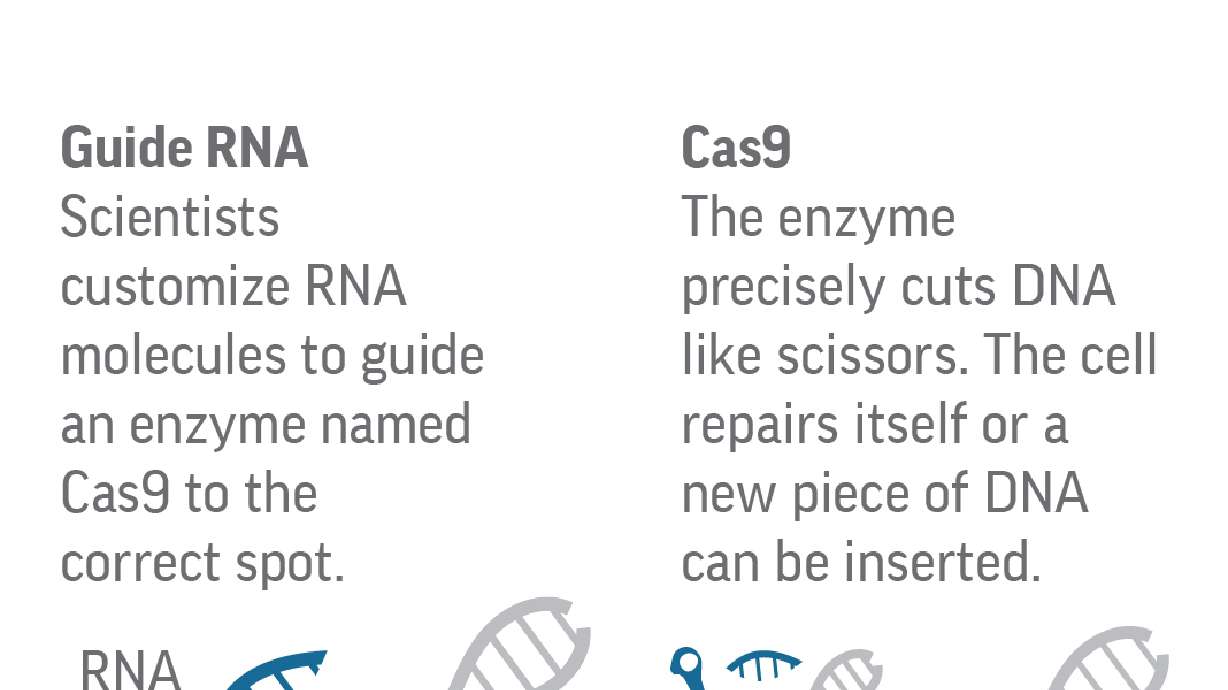 First embryo gene-repair holds promise for inherited disease