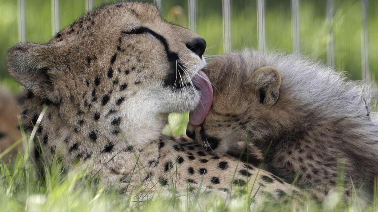 Prague zoo: Quintuplet cheetah cubs doing well