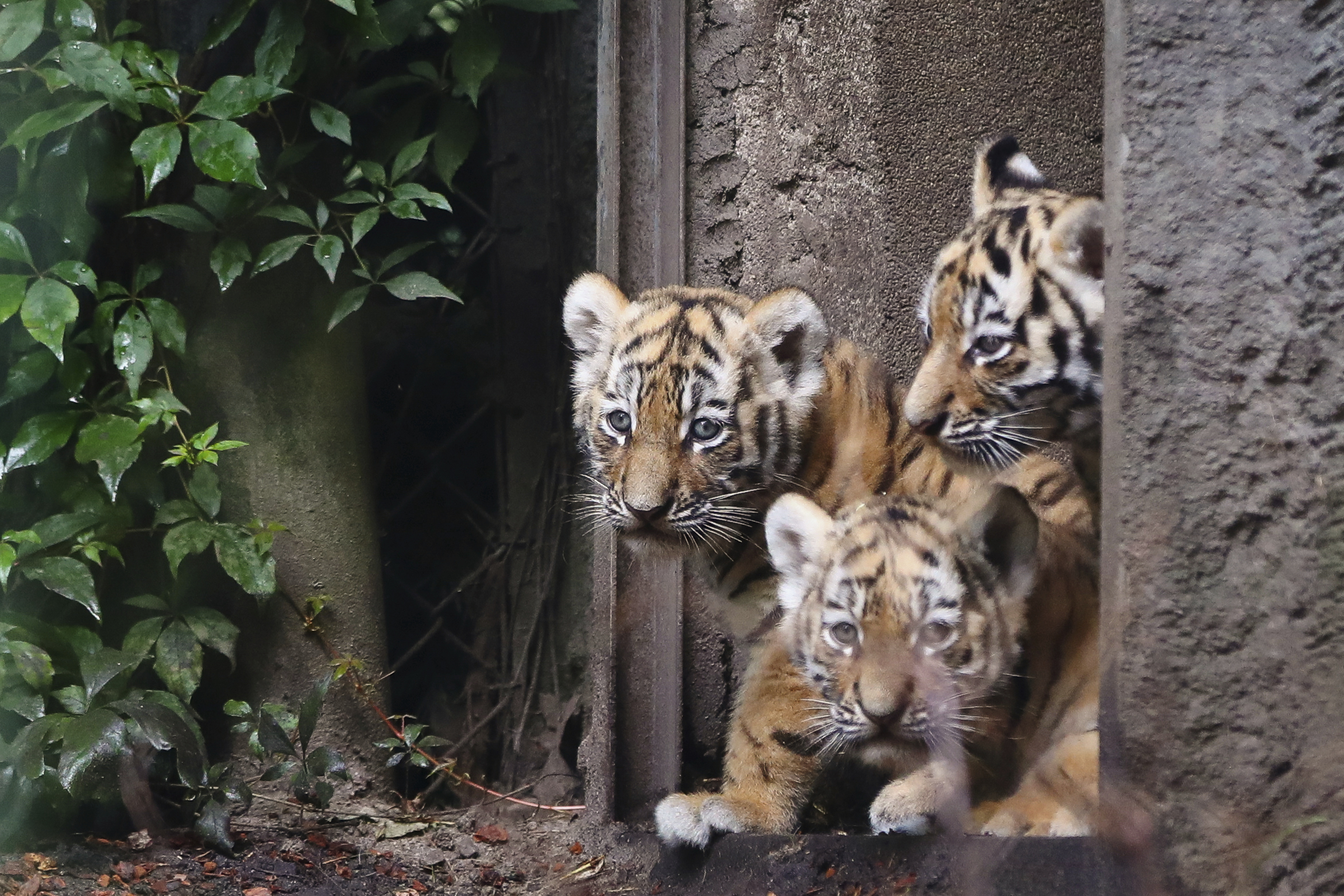 4 Siberian tiger cubs make public debut at Hamburg zoo