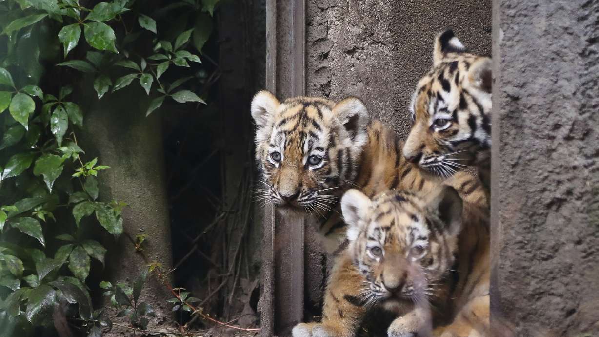 4 Siberian tiger cubs make public debut at Hamburg zoo