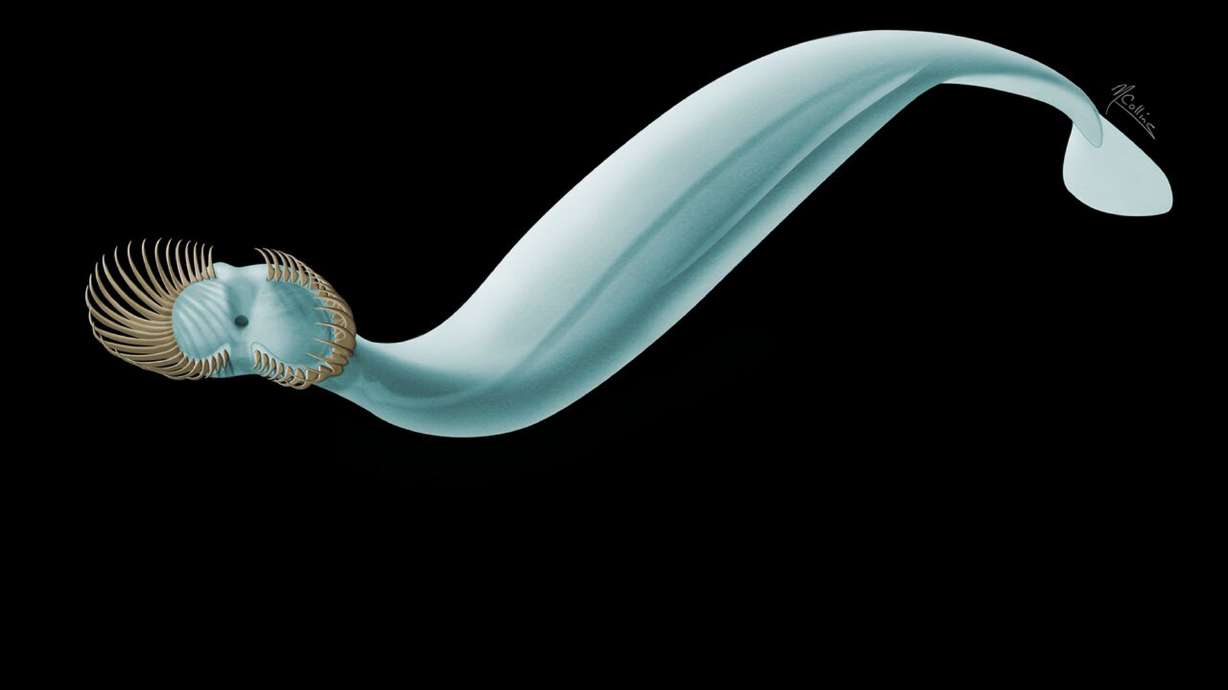 Scientists ID tiny prehistoric sea worm with 50 head spines