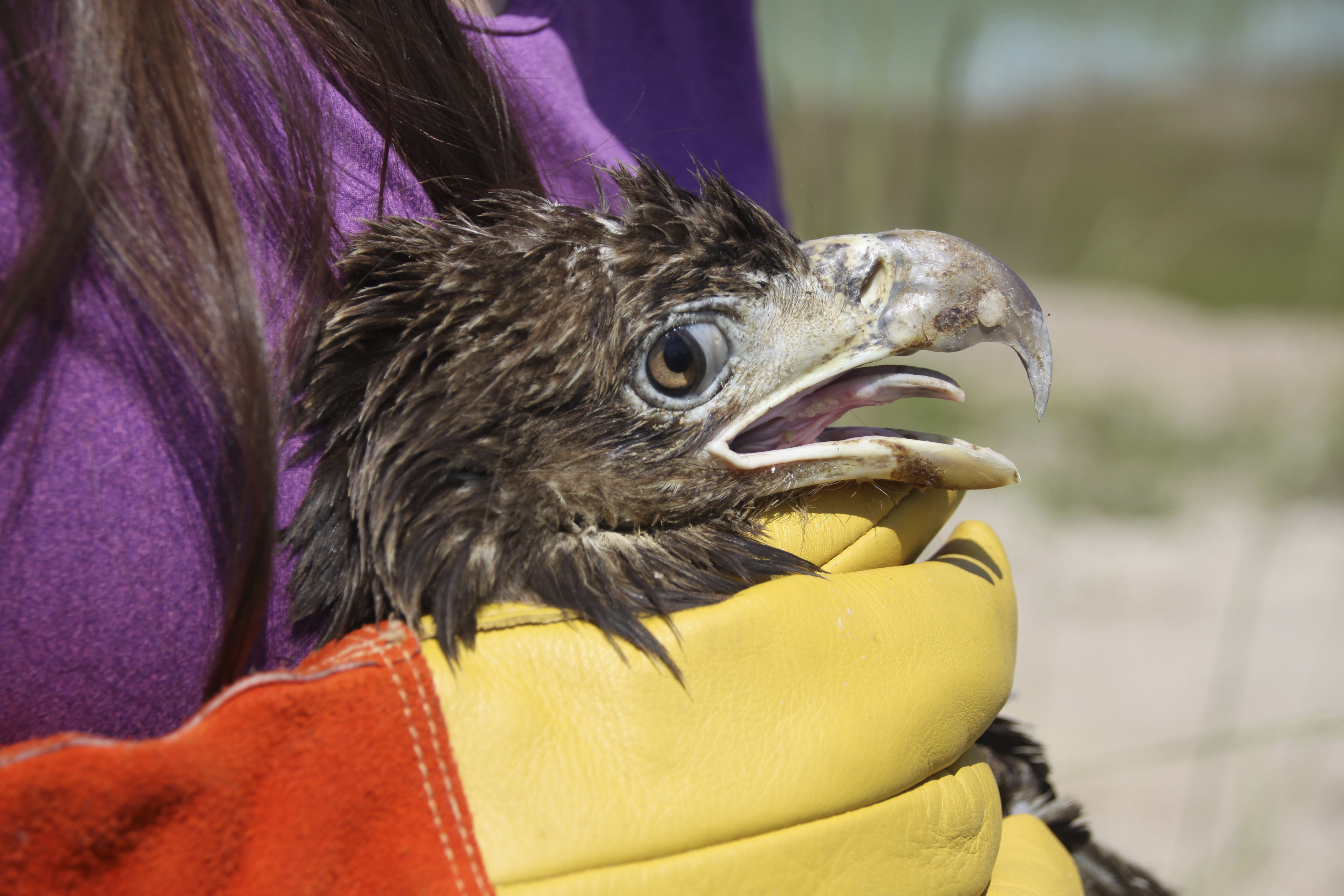 Young bald eagle rescued at Florida trash collection center