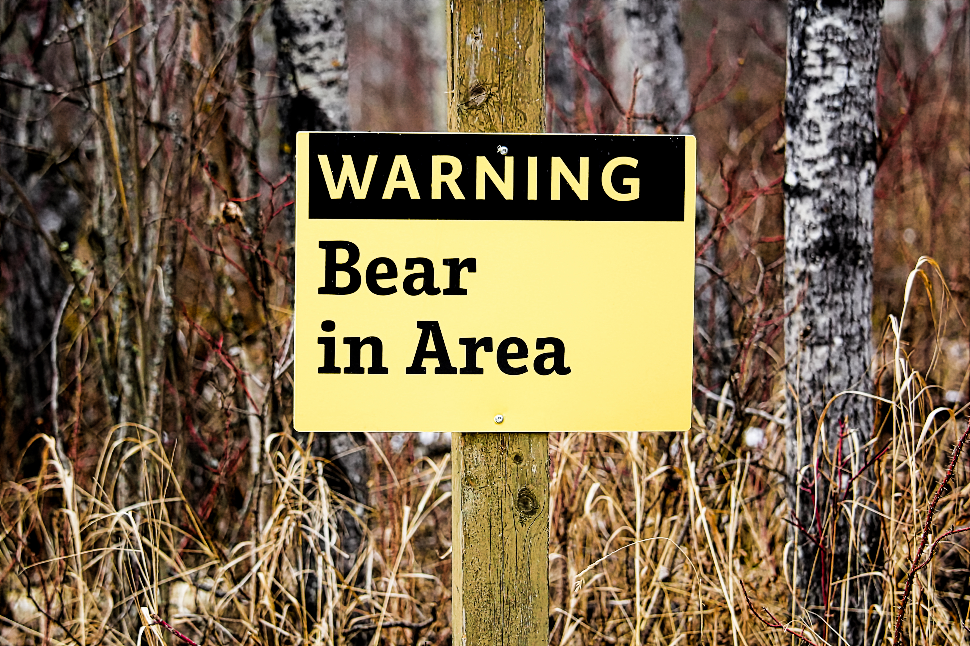 Bear trashes, crashes sport utility vehicle in Colorado