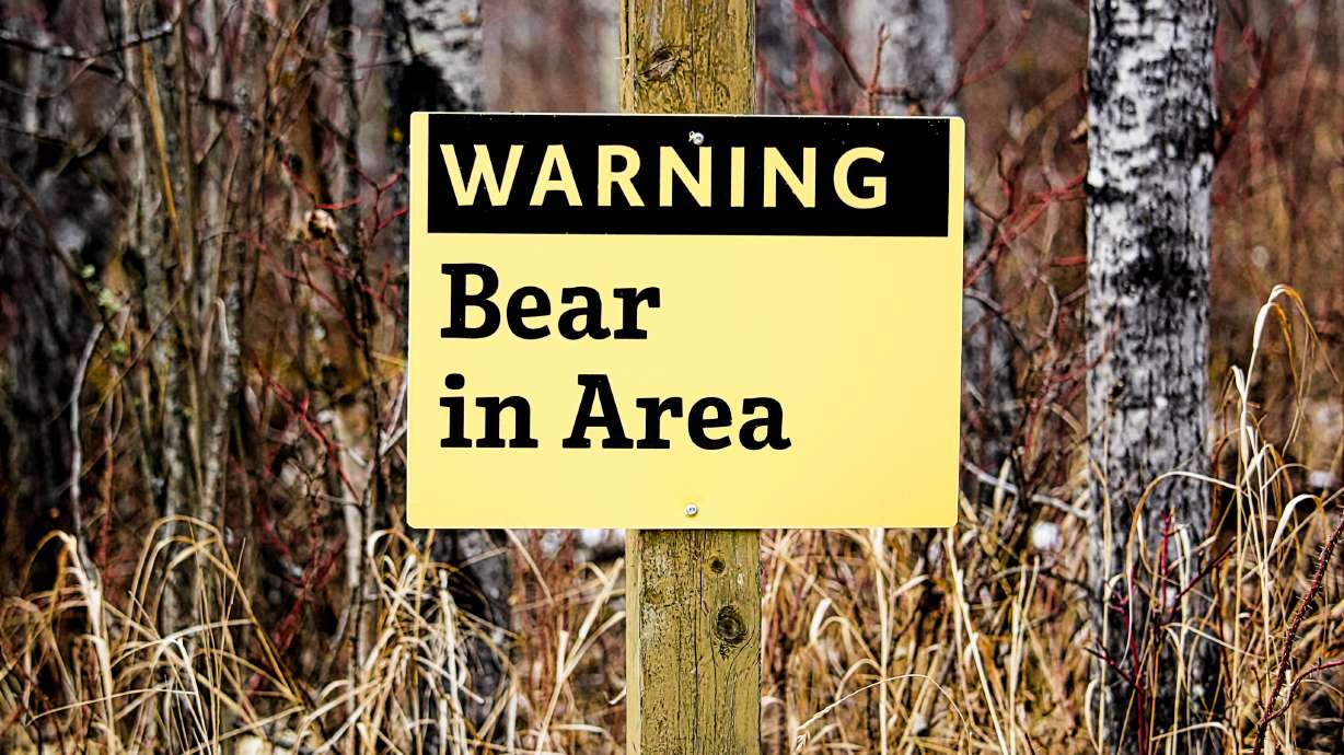 Bear trashes, crashes sport utility vehicle in Colorado