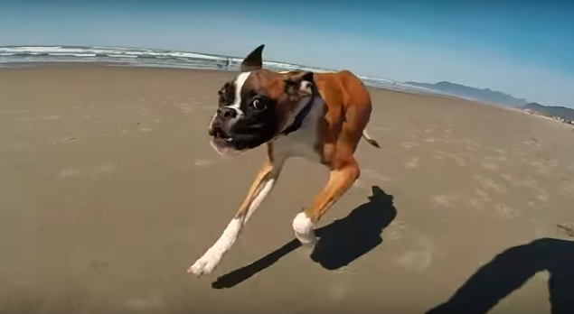 Missing 2-legged dog found safe in Idaho