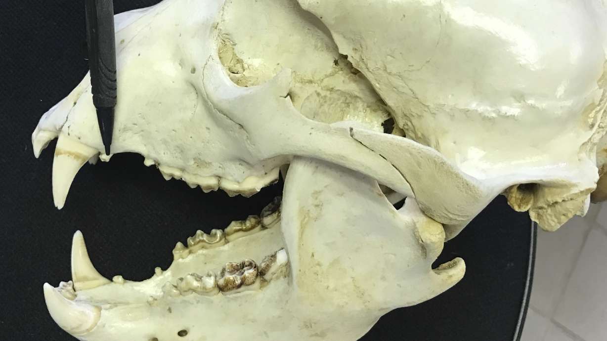 Growing bear population means thousands more teeth to sort