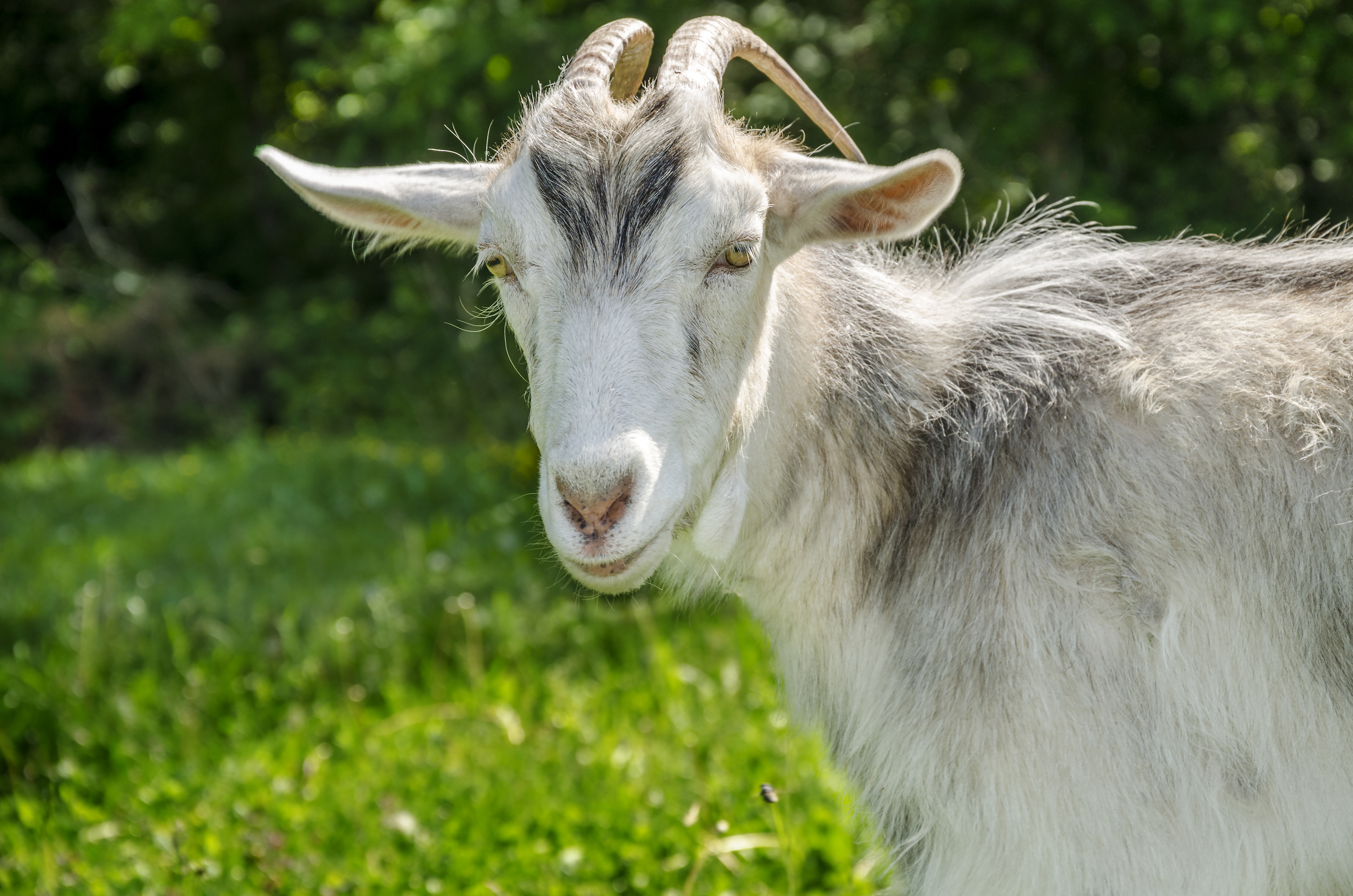 Salt Lake elementary school employs goats for gardening work