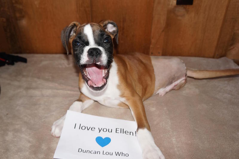 Happy homecoming for 2-legged dog who continues to beat the odds 