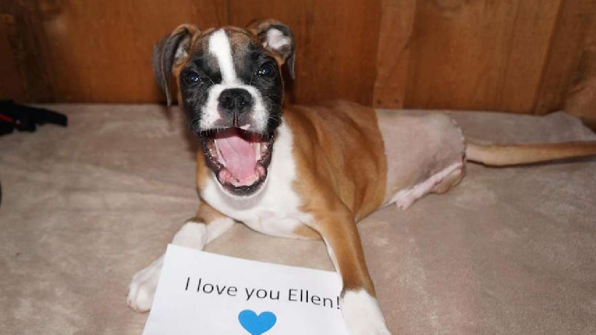 Happy homecoming for 2-legged dog who continues to beat the odds