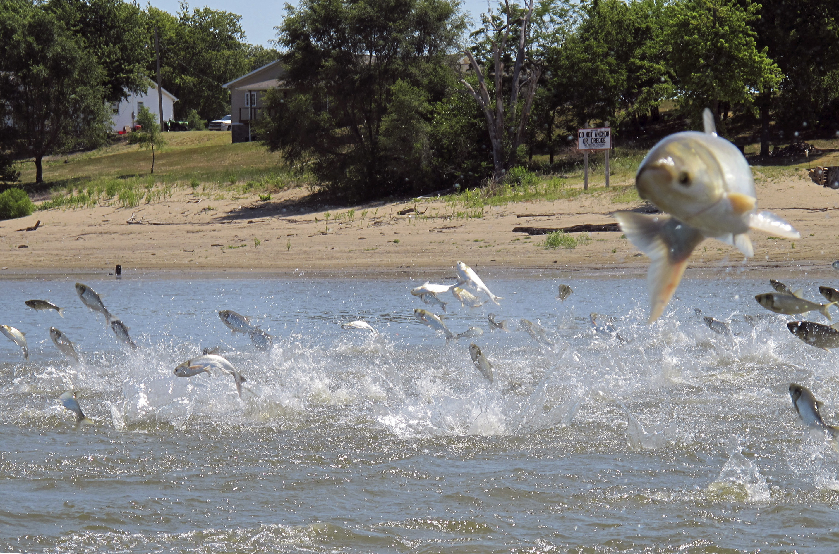 The Latest: Report aims to block Asian carp from Great Lakes