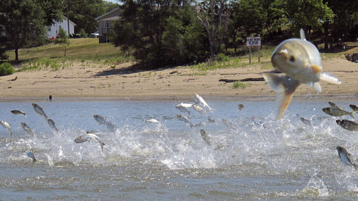 The Latest: Report aims to block Asian carp from Great Lakes