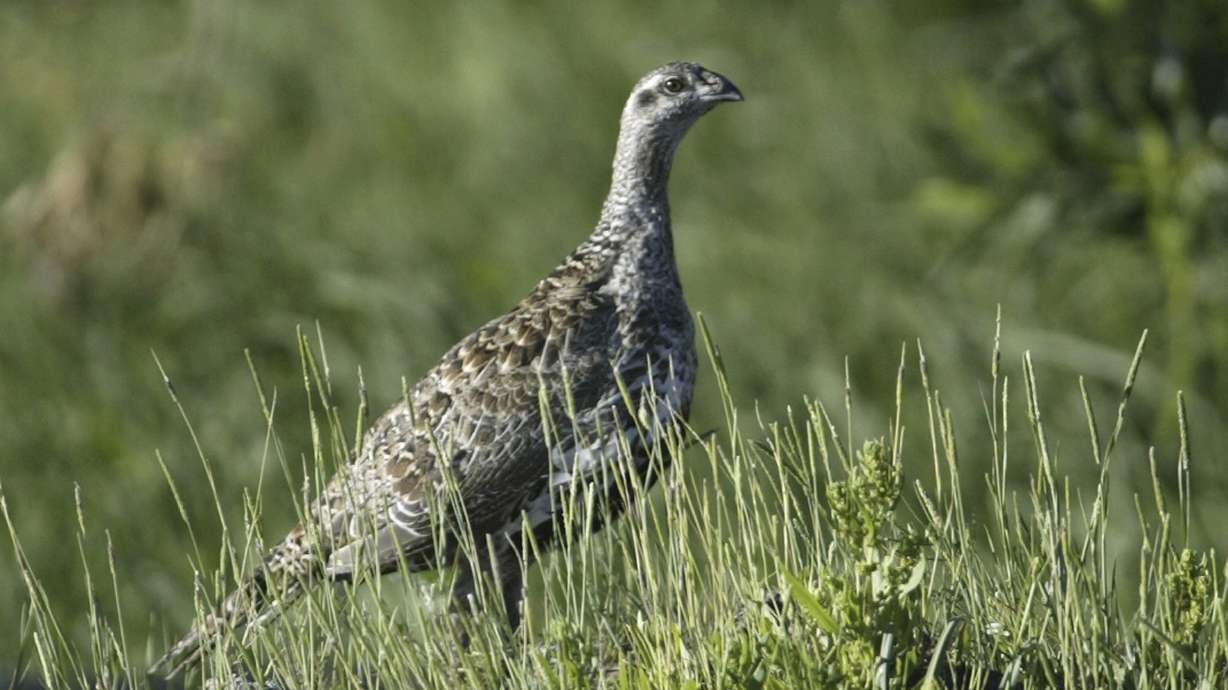Feds to give states more flexibility in protecting wild bird