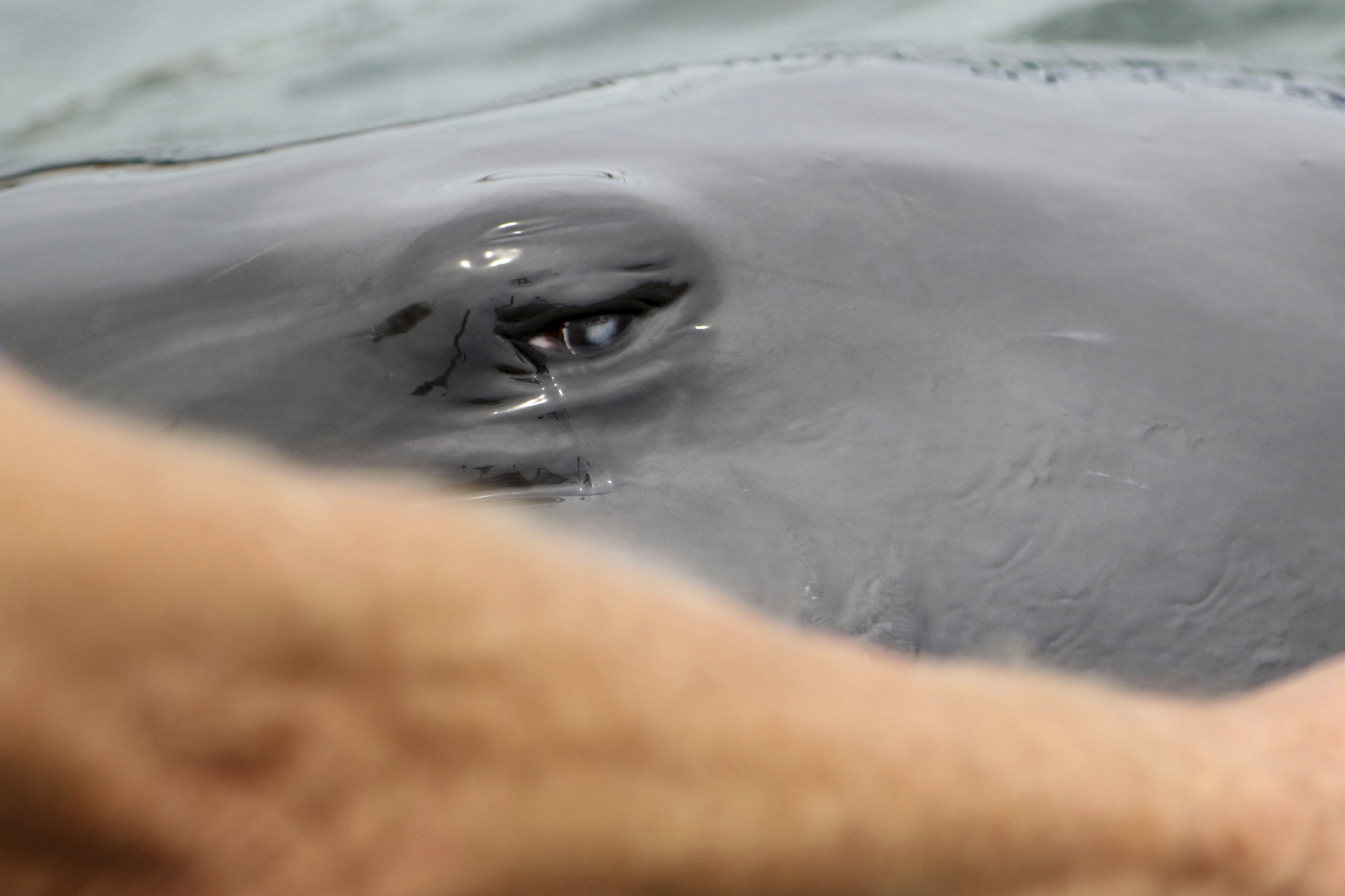 Research marine mammal's move to tourist park causes stir