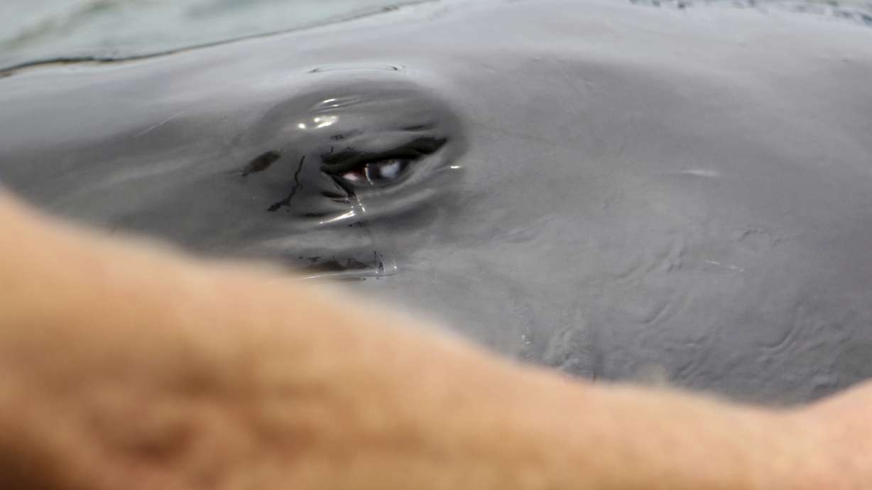 Research marine mammal's move to tourist park causes stir