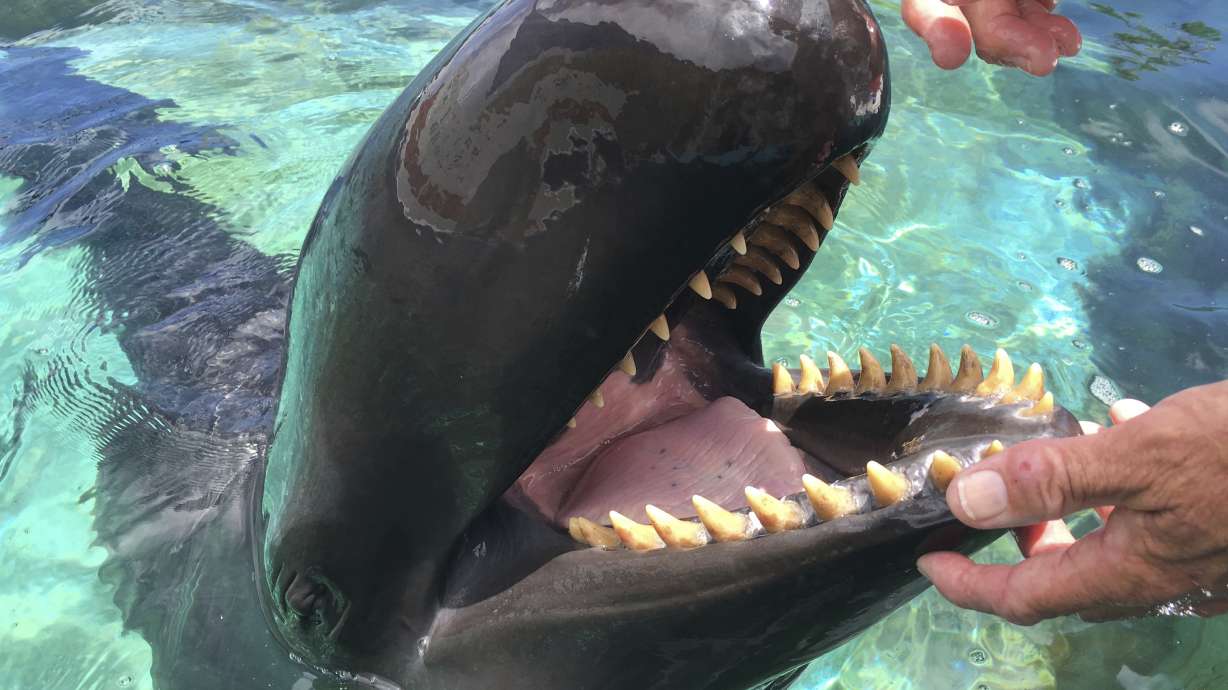 Groups propose ocean refuges for captive dolphins, whales