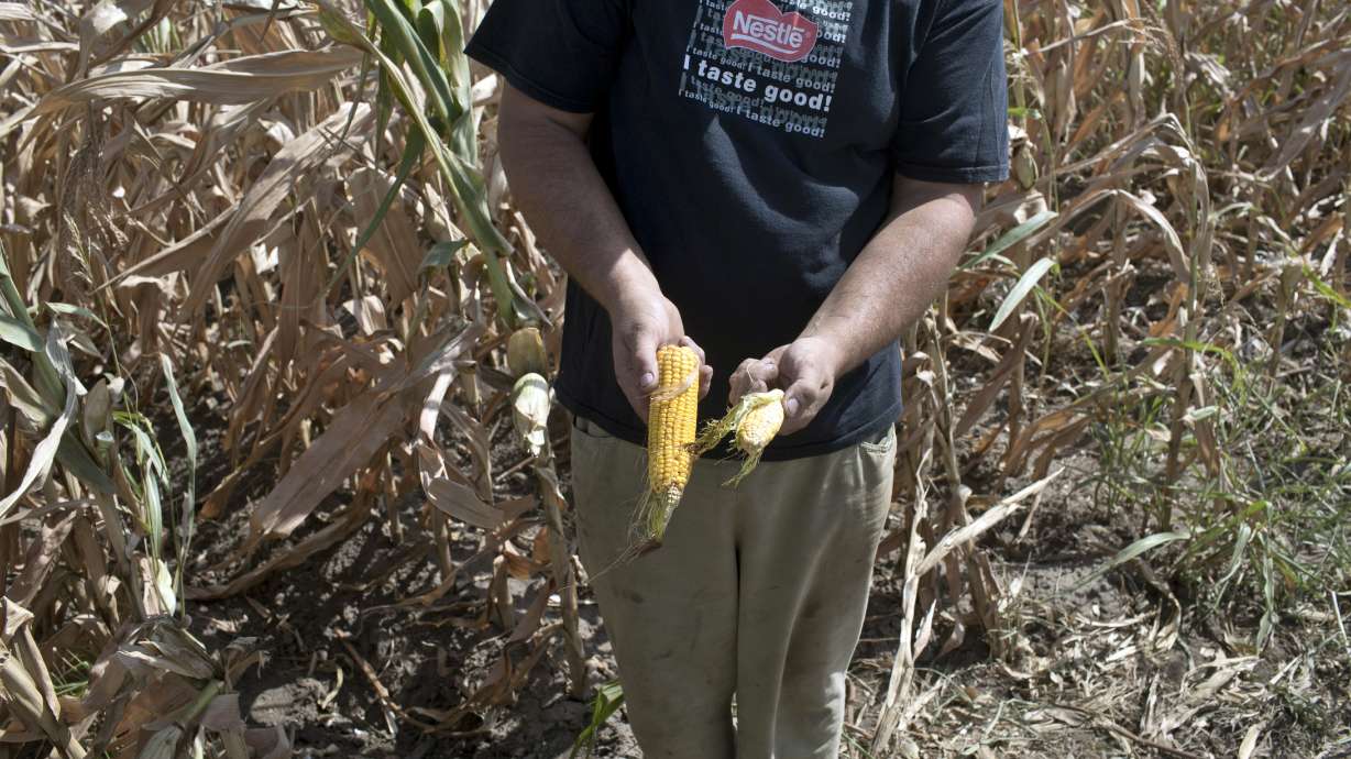 Extreme heat decimating crops in parts of Europe