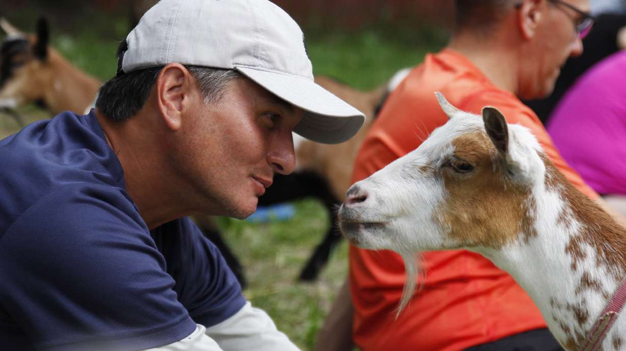Downward dog meet jumping goat: Goats invade yoga classes