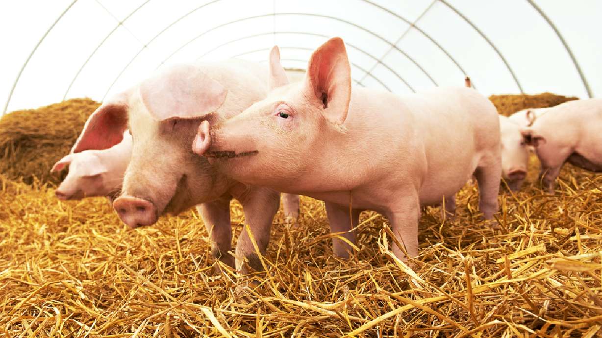 'Babe' actor joins animal rights group to protest Utah pig farm