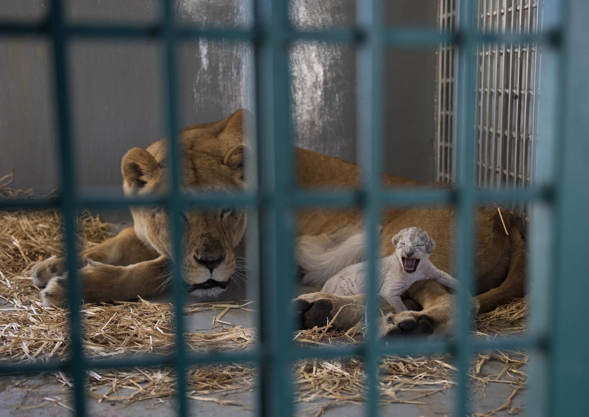 Lion rescued from Syria zoo gives birth in Jordan reserve