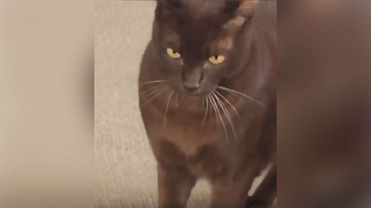 Have You Seen This? If cat looks could kill