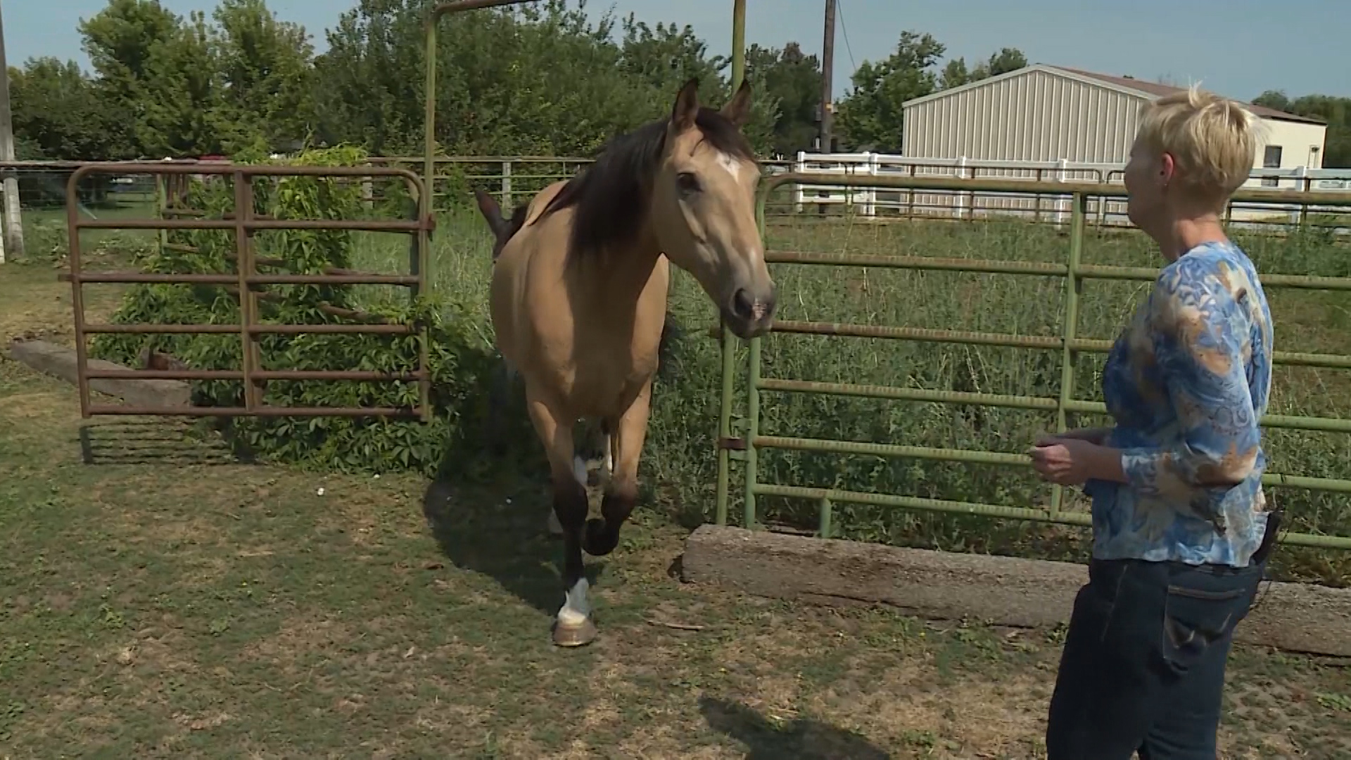 A Bureau of Land Management program is rescuing and finding new homes for wild mustangs. (KSL TV)