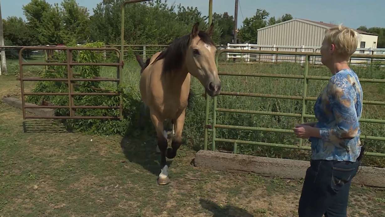 A Bureau of Land Management program is rescuing and finding new homes for wild mustangs. (KSL TV)