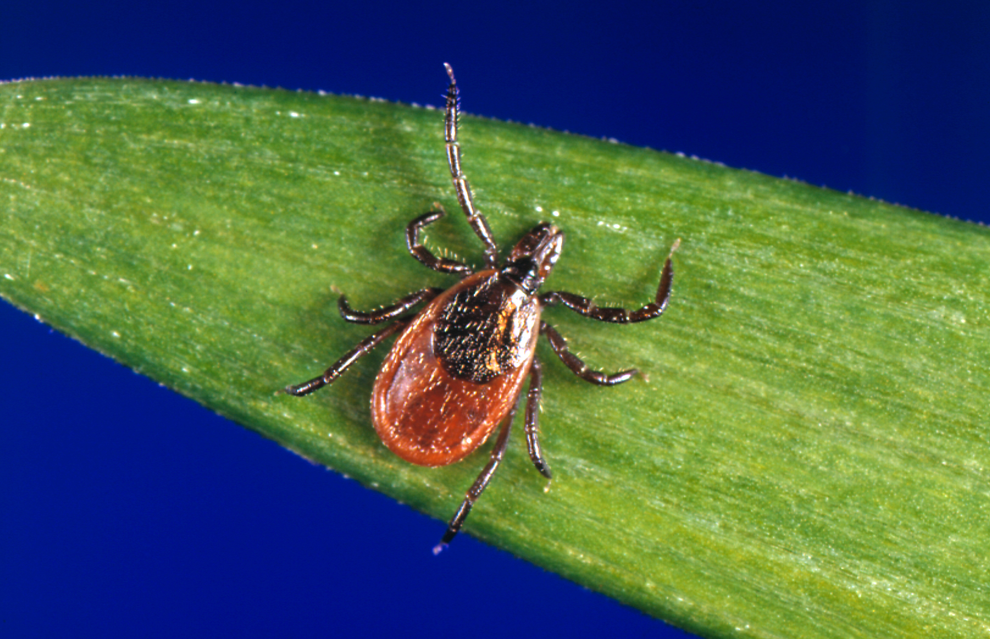 Is it really Lyme? Researchers developing a new test to tell