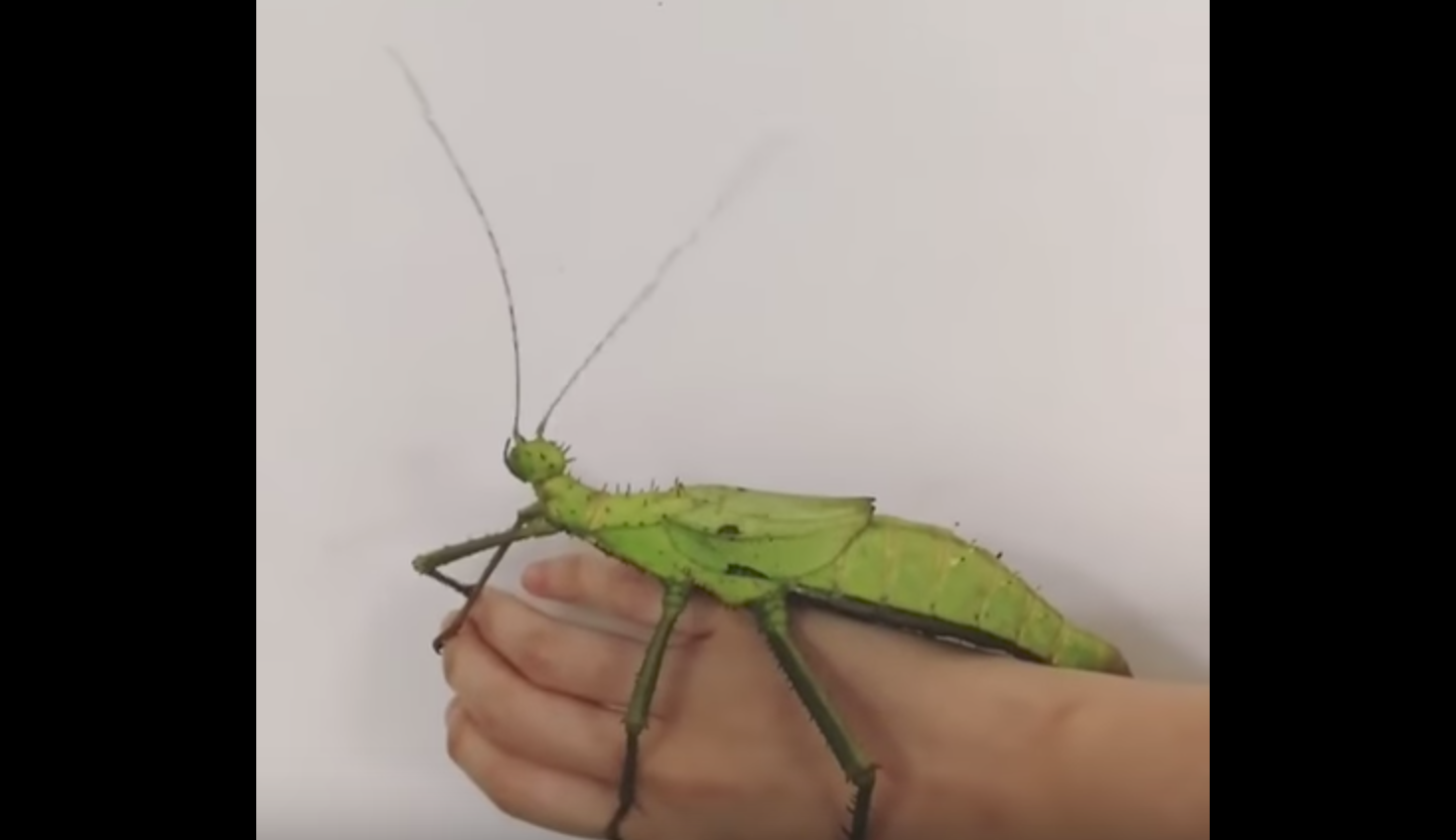 Have You Seen This Guy holds 2 of world s creepiest bugs 