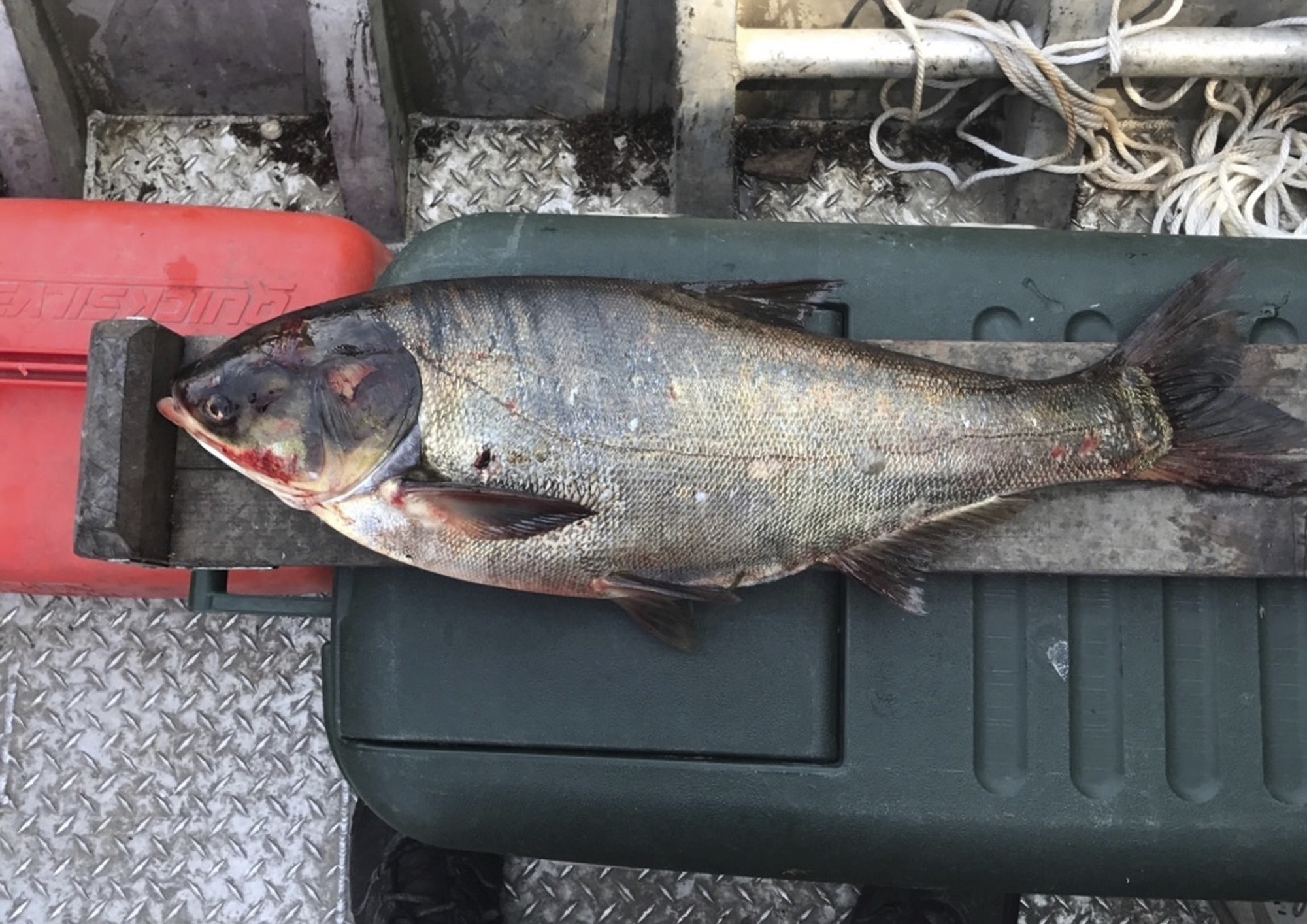 Asian carp found near Lake Michigan got past barriers