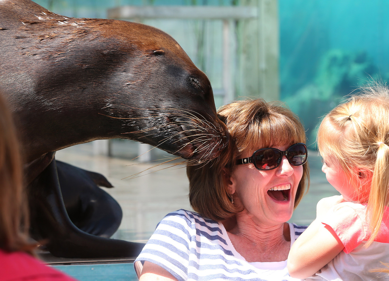 Sea lions draw crowds at Davis County Fair