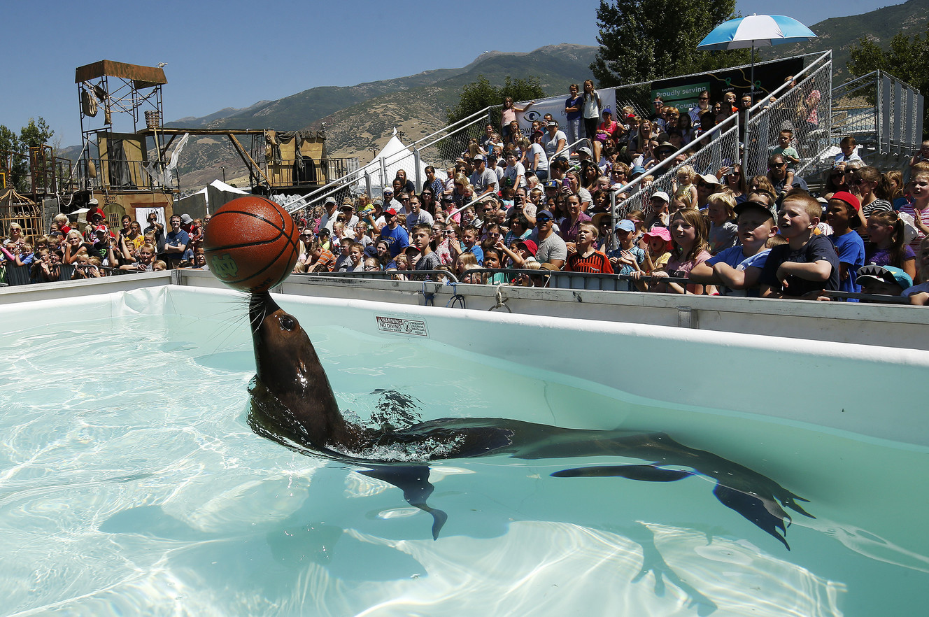 A sea lion performs during a free sea lion show at the Davis County Fair in Farmington on Friday, Aug. 18, 2017. The fair goes through Saturday. (Photo: Jeffrey D. Allred, Deseret News)