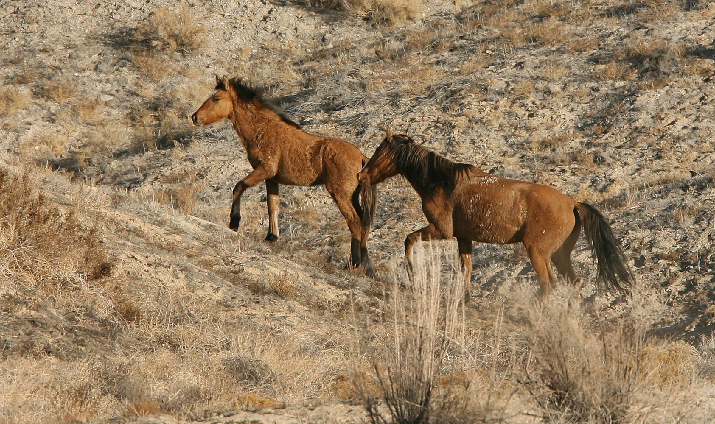 Officials examine ways to limit wild horse population growth
