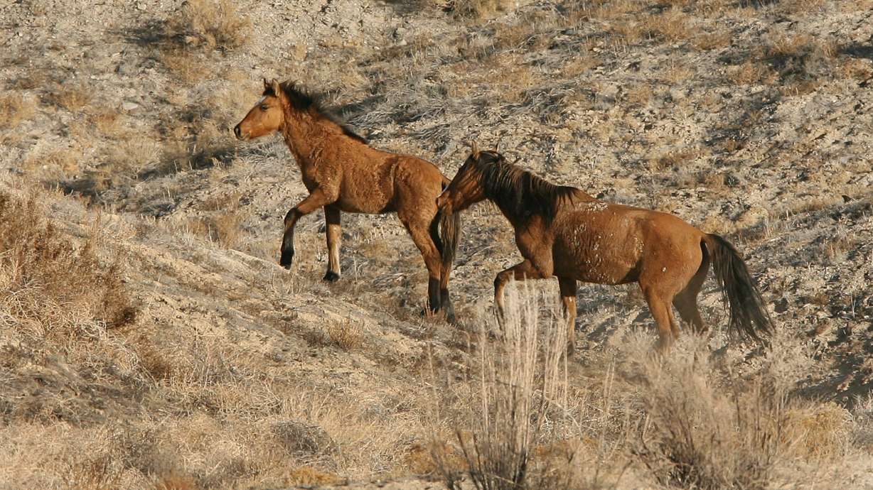 Reward offered after wild horse sign disappears in Idaho