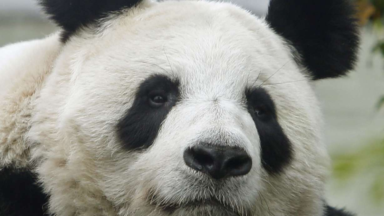 Hopes soar in Scotland: Edinburgh Zoo panda may be pregnant