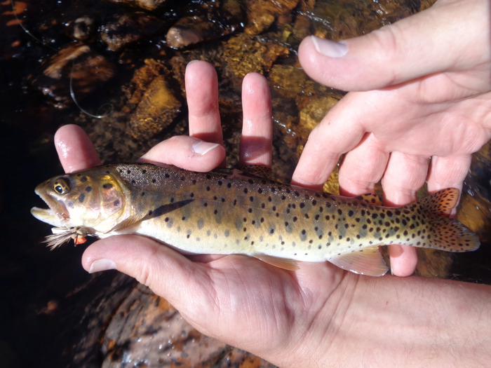 2 fun ways to fly fish a creek with a friend