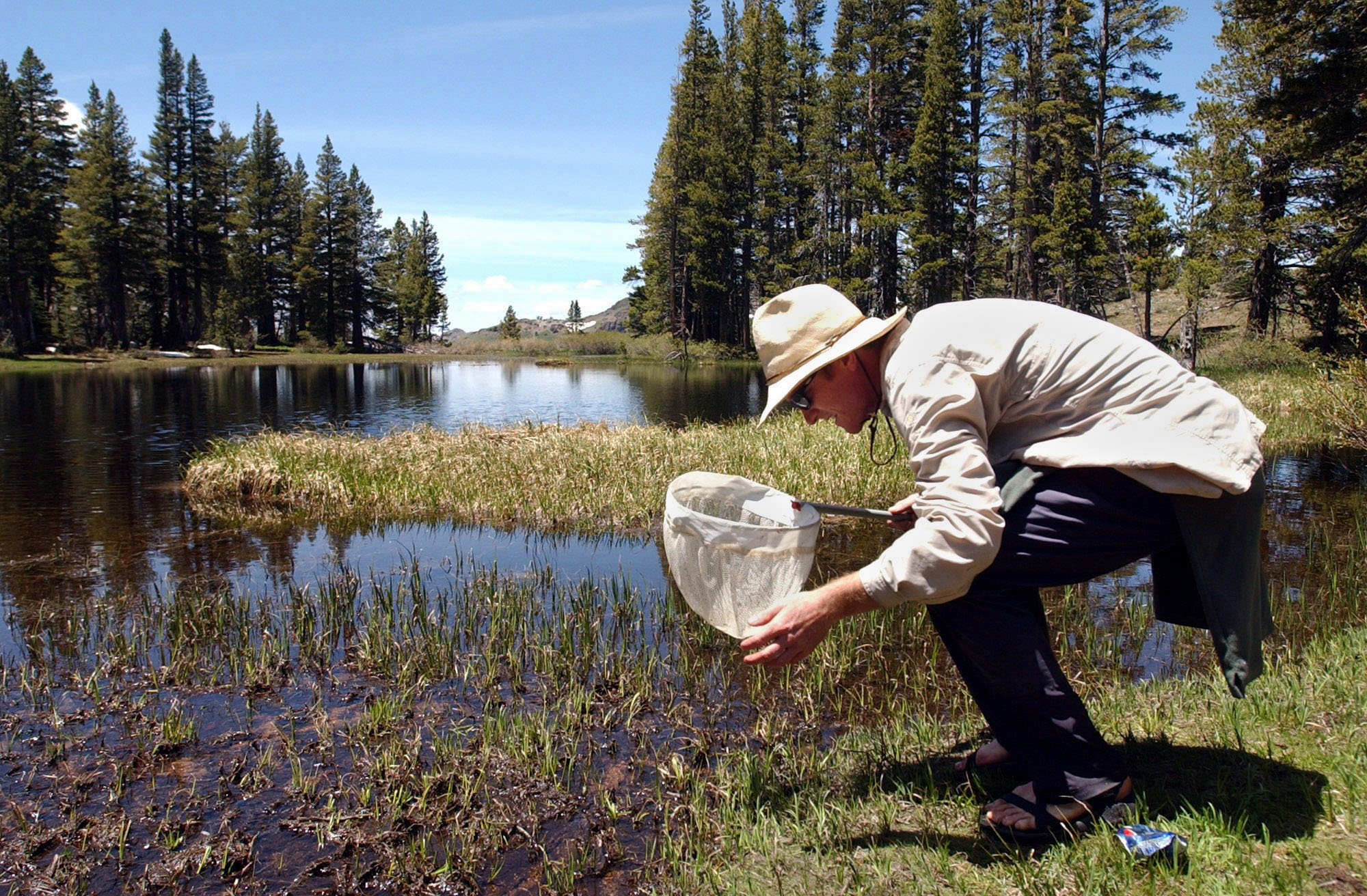 Inoculations give endangered California frog a shot at life