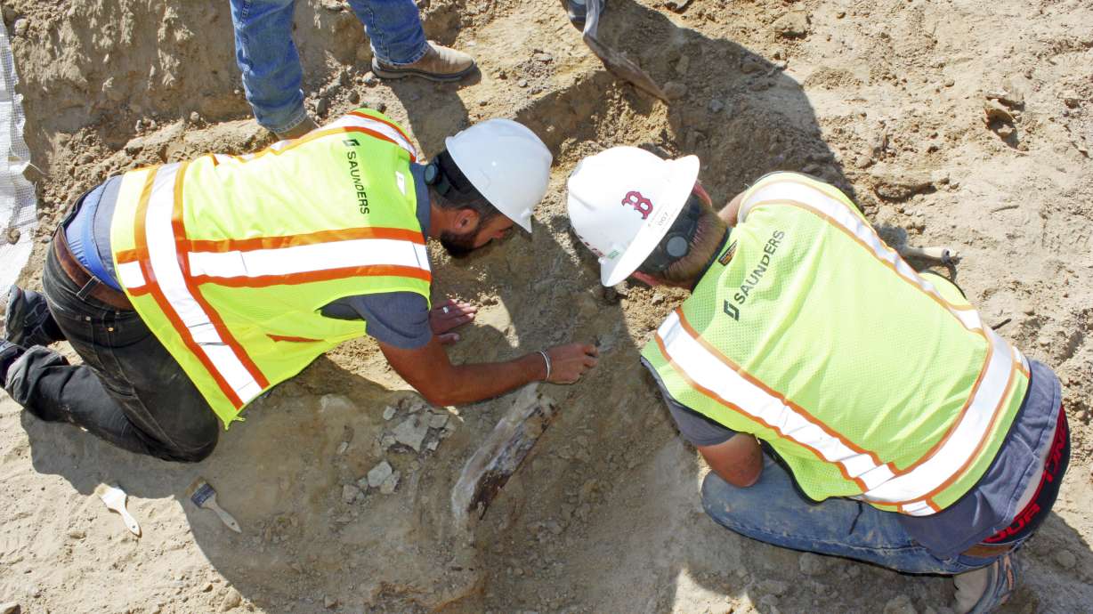 Dig that discovery! Triceratops fossil unearthed in Colorado