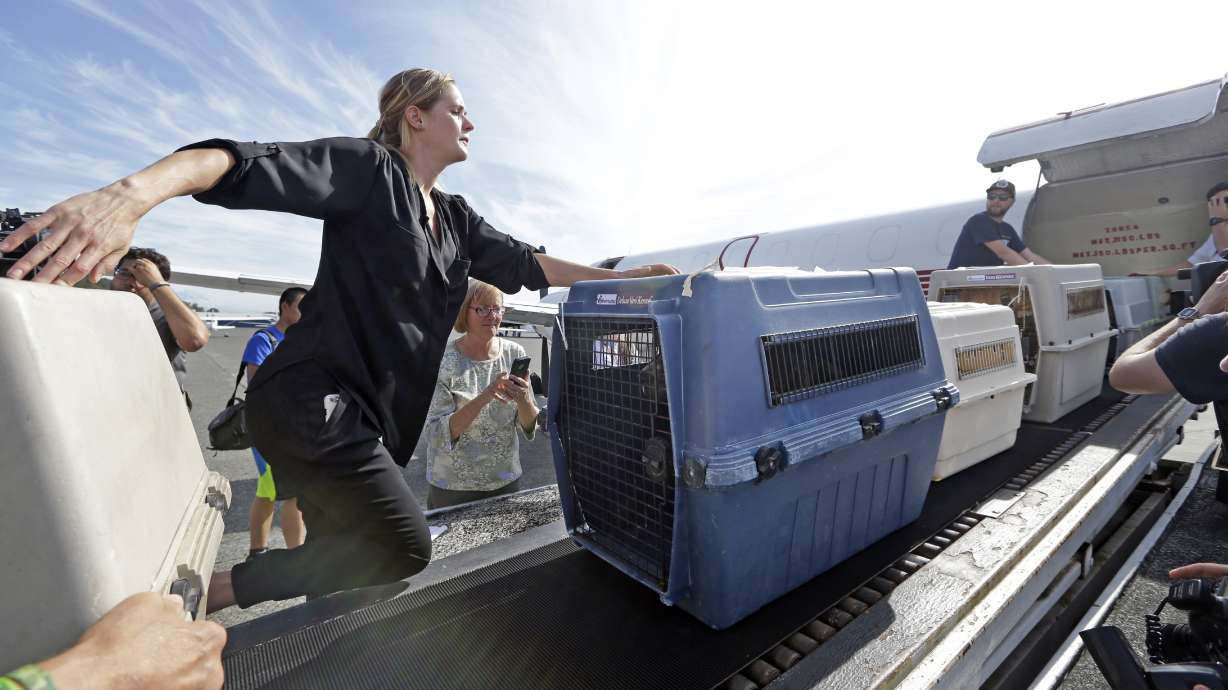 Animals from Texas arrive for adoption in Seattle