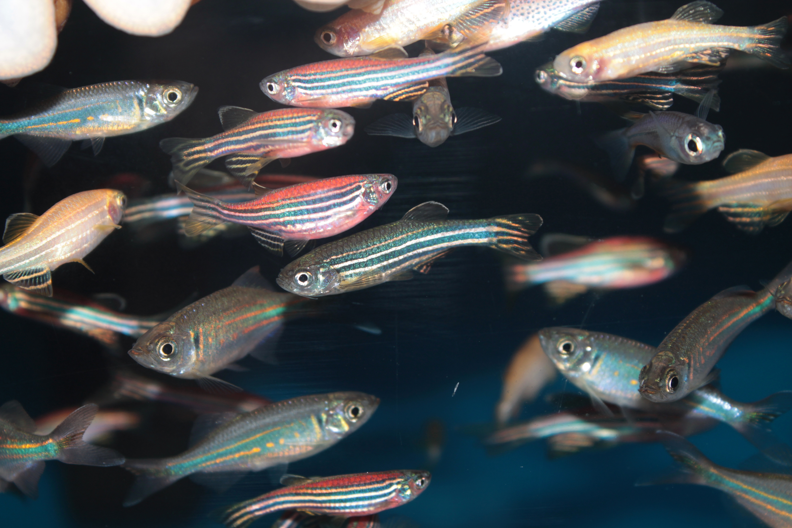 Zebrafish may be the next ally in the fight against opioid addiction, U. study shows